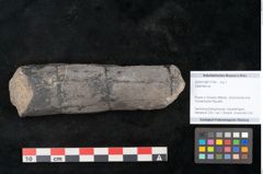 Foto (Objekt + Etikett) von Calamites sp.  (NHMW-GEO-2024-0188-11164)